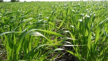 Rinde potencial del trigo sigue en pie hacia los 40 quintales 
