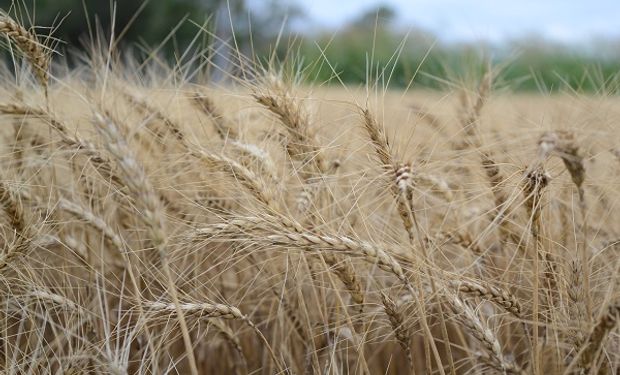 Brasil es el principal comprador de trigo de Argentina.