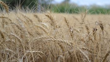 Mayor competencia para el trigo argentino: Brasil compraría cereal a Rusia 