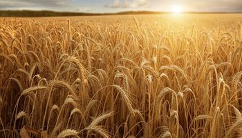 El contexto internacional muestra una carta a favor del trigo