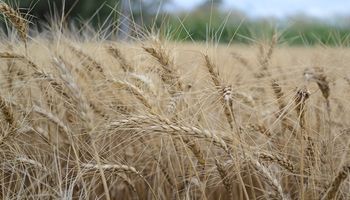 Buscan mejorar la calidad nutricional del trigo