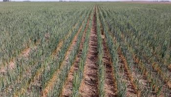 Por la sequía habrá 2,2 millones de toneladas menos de trigo