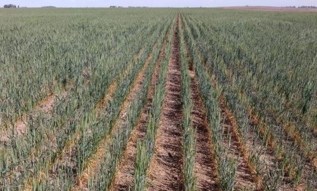 La escasa oferta hídrica provocó plantas de escaso macollaje y, por lo tanto, con pocas estructuras para llenar.