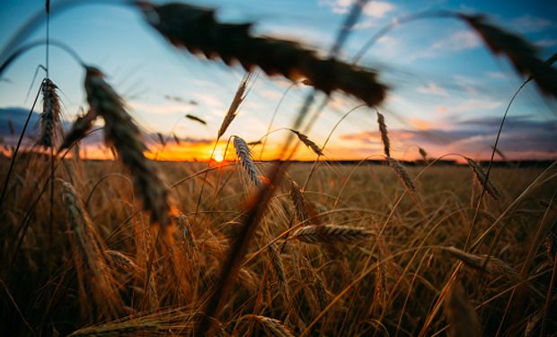 Los tres factores que llevan al precio del trigo a un máximo de 10 días