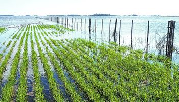 El agua se llevó 150 mil hectáreas de trigo