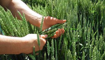Trigo y cebada: remarcan la importancia de proteger el cultivo desde la semilla