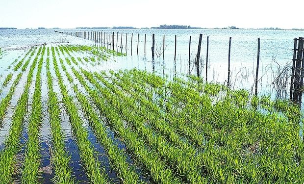 El agua se lleva 150 mil ha de la siembra triguera.