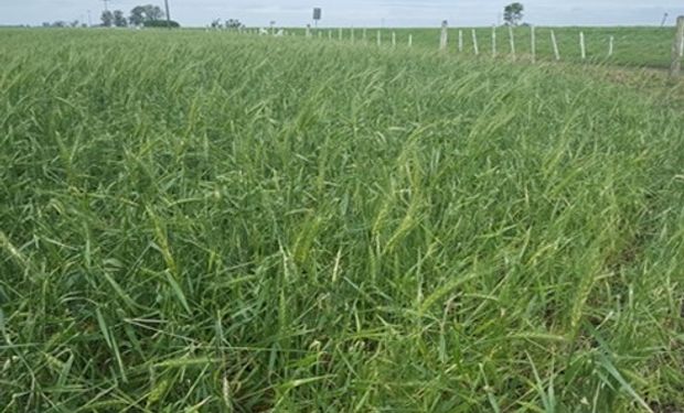 Trigo. Foto: Bolsa de Comercio de Santa Fe