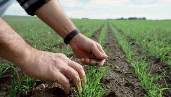 Lluvias escasas aliviaron cultivos trigo 
