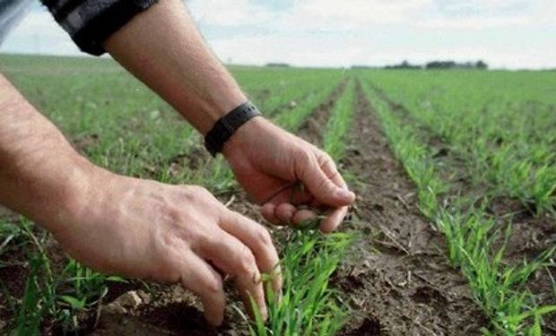 Lluvias escasas aliviaron cultivos trigo