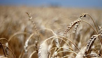 Trigo y cebada: el Gobierno estima una inversión de US$ 4250 de productores