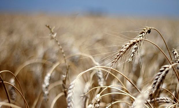 Trigo y cebada: el Gobierno estima una inversión de US$ 4250 de productores