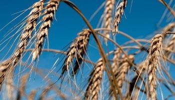 Anuncian acuerdo para la determinación de la calidad del trigo