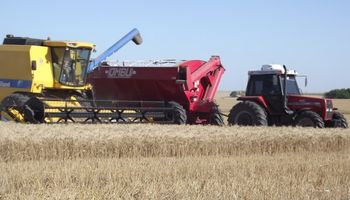 Estiman que la cosecha de trigo podría superar los 19 millones de toneladas