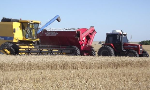 Trigo: se espera más fertilización y calidad.