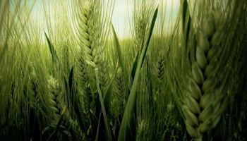 Importante alza del precio del trigo en el mercado local