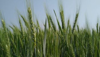 Trigo: comenzó la cosecha en el norte y la condición general volvió a caer