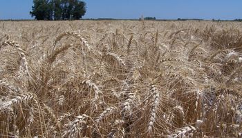 El precio del trigo en Chicago registra la mayor baja semanal en un año: cómo impactó en el mercado local