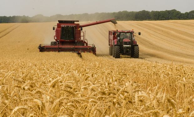 El trigo alcanza mínimos en 8 meses en el mercado de Chicago