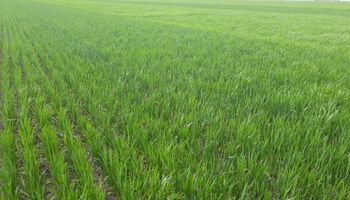 Podría haber sido el año del trigo, pero la falta de agua y de fertilización se interpuso