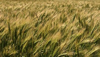 El trigo, con buen desarrollo productivo y dudas sobre el resultado económico