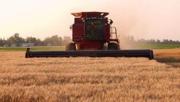 Trigo: muy buenas expectativas en la zona núcleo