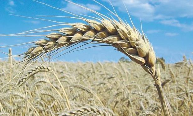 Los expertos destacaron la buena relación entre insumo y producto para la aplicación de nitrógeno y fósforo.