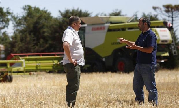 En el lote: en la zona de Mar del Plata, en los últimos días comenzó la recolección del cereal. Foto: Mauro V. Rizzi