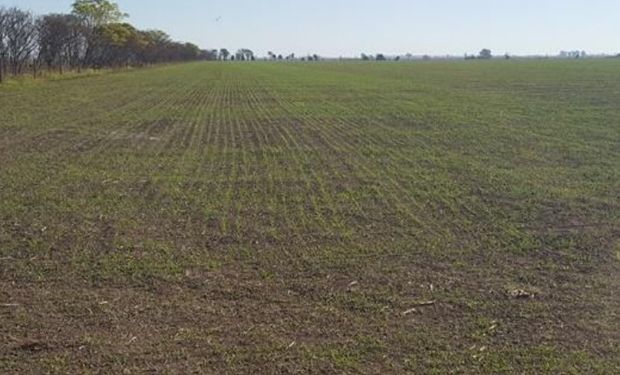 Trigo con buena germinación en el centro sur del departamento Castellanos.-