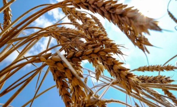 La caída de los precios desde el viernes estimuló a los importadores como Argelia y Egipto a emitir señales de nueva demanda.