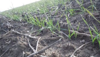 Trigo: alerta por enfermedades