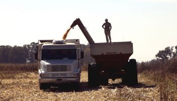 Trigo: estrategias de comercialización