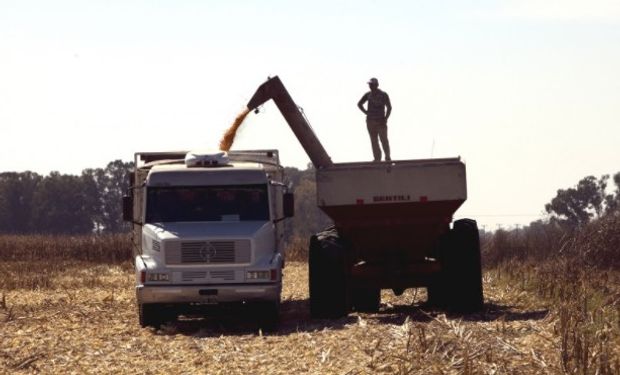Campaña. Se sembraron 5,35 millones de hectáreas y se espera una producción de 15,22 millones de toneladas.