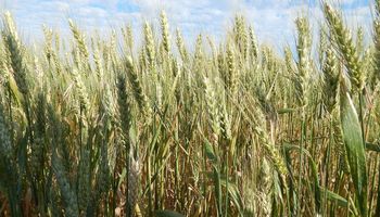 El trigo sube un 35% su superficie