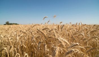 Argentina podría exportar un 15% más de trigo pan que en la campaña anterior