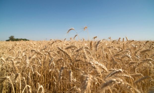 Los datos surgen de la Subsecretaría de Mercados Agropecuarios del Ministerio de Agroindustria de la Nación.