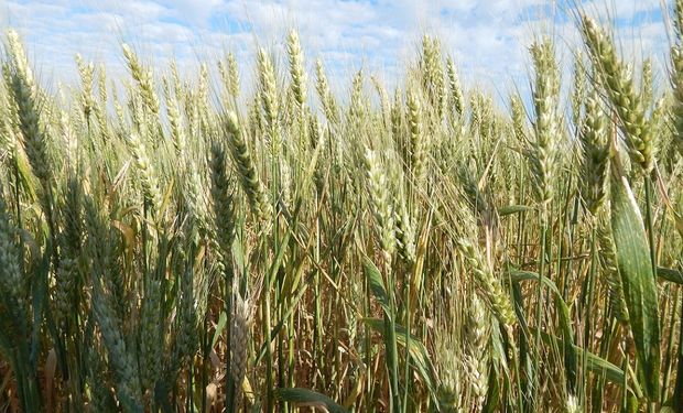 Mejores expectativas que la campaña pasada, reglas comerciales claras, y la necesidad de extraer el agua para  bajar las napas, alientan con fuerza al cereal.