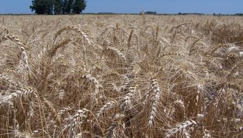 Biofortificación: estrategia que incrementa la calidad nutricional del trigo