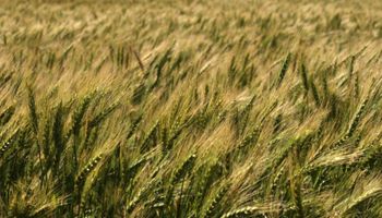Trigo: en la última campaña sólo se declaró el 34,5% de la superficie sembrada