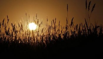 El trigo lideró las subas externas ante preocupaciones por clima seco
