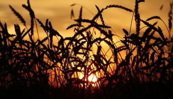 Clima en Estados Unidos continúa marcando las cotizaciones internacionales