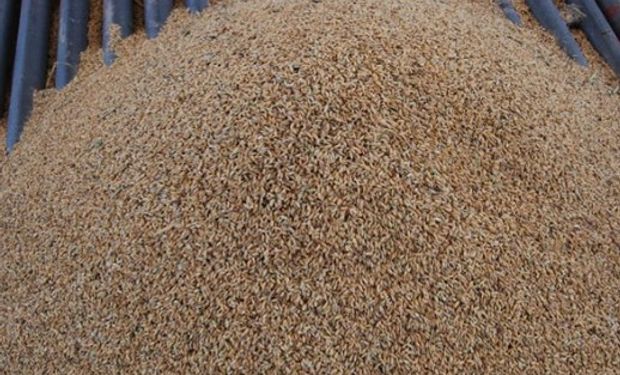 En trigo, las ventas de los productores a la exportación subieron 101% interanual, al totalizar poco más de 11,5 millones de toneladas al miércoles 2 último.