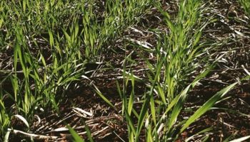 Crece la incertidumbre por concretar la siembra de trigo