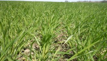 Las lluvias ahora se cobraron 50 mil hectáreas de trigo