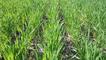 Se recompone el estado del trigo sobre Buenos Aires y La Pampa