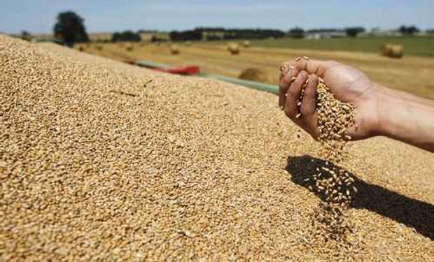 Si bien falta atravesar etapas claves para el cultivo, se proyecta una producción triguera en torno a los 16 millones de toneladas.