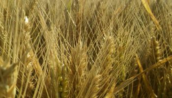 El calor adelantó el inicio de la cosecha y el trigo promete buenos rendimientos