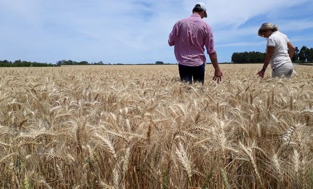 ¿Cuánto trabajo generan las cadenas agroindustriales? Cifras y análisis detrás de los 3,7 millones de puestos del sector