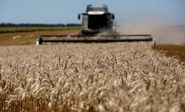 Molinos brasileros anticipan su rechazo al trigo HB4 que se aprobó en Argentina