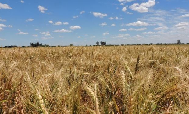 Santa Fe: comparten los resultados de la RED de evaluación de cultivares de trigo